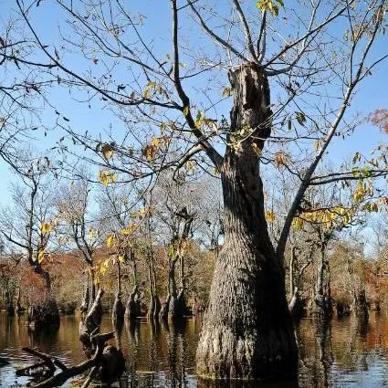 thumbnail for publication: Nyssa aquatica, Water Tupelo